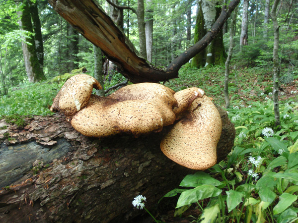 Primeval forest Perucica 2