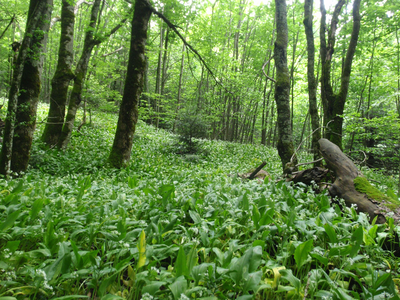 Primeval forest Perucica 1
